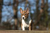 BASENJI 127